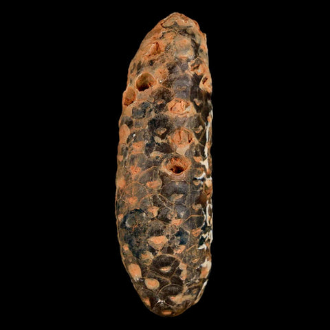 XXL 2.6" Fossil Pine Cone Equicalastrobus Replaced By Agate Eocene Age Seeds Fruit