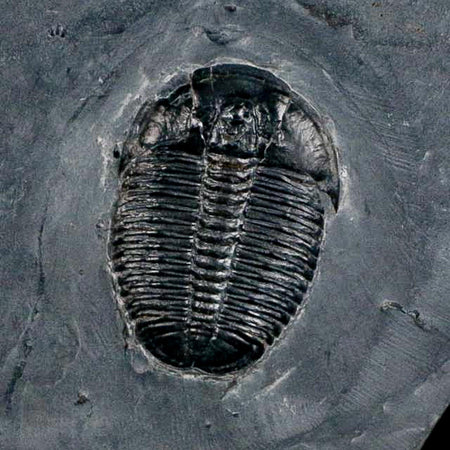 XL 1.5" Elrathia Kingi Trilobite Fossil In Matrix House Range Utah Cambrian Age COA