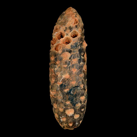 XXL 2.6" Fossil Pine Cone Equicalastrobus Replaced By Agate Eocene Age Seeds Fruit