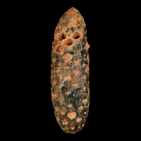 XXL 2.6" Fossil Pine Cone Equicalastrobus Replaced By Agate Eocene Age Seeds Fruit