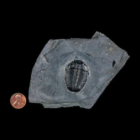 XL 1.5" Elrathia Kingi Trilobite Fossil In Matrix House Range Utah Cambrian Age COA - Fossil Age Minerals