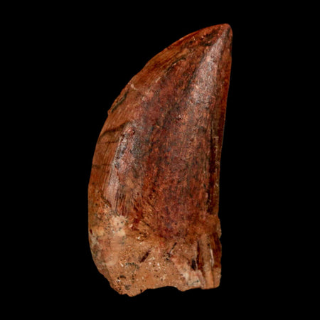 1.8" Carcharodontosaurus Fossil Tooth Cretaceous Dinosaur Morocco COA Stand