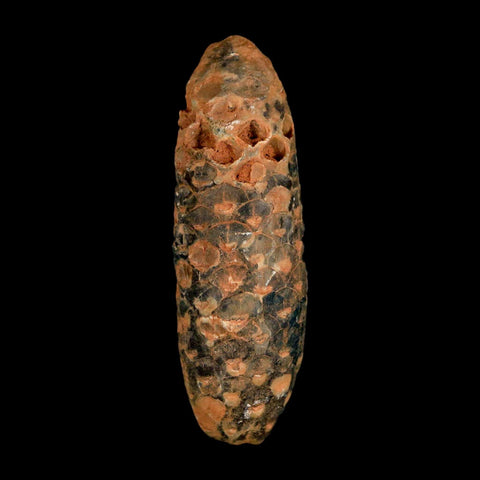 XXL 2.6" Fossil Pine Cone Equicalastrobus Replaced By Agate Eocene Age Seeds Fruit