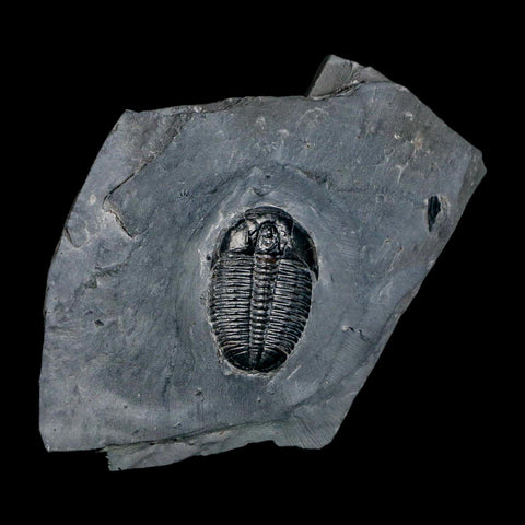 XL 1.5" Elrathia Kingi Trilobite Fossil In Matrix House Range Utah Cambrian Age COA - Fossil Age Minerals