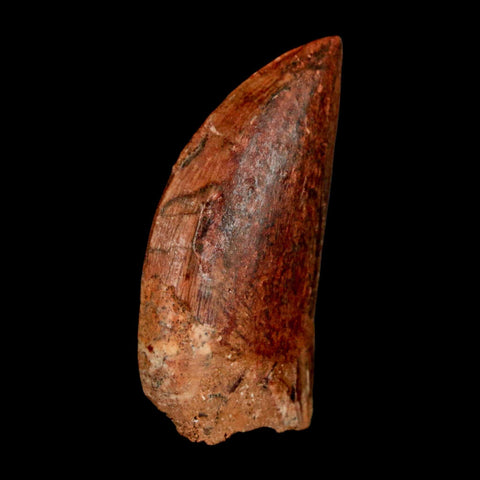 1.8" Carcharodontosaurus Fossil Tooth Cretaceous Dinosaur Morocco COA Stand