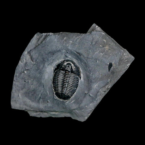 XL 1.5" Elrathia Kingi Trilobite Fossil In Matrix House Range Utah Cambrian Age COA - Fossil Age Minerals