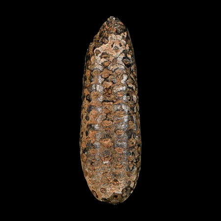 XXL 2.7" Fossil Pine Cone Equicalastrobus Replaced By Agate Eocene Age Seeds Fruit