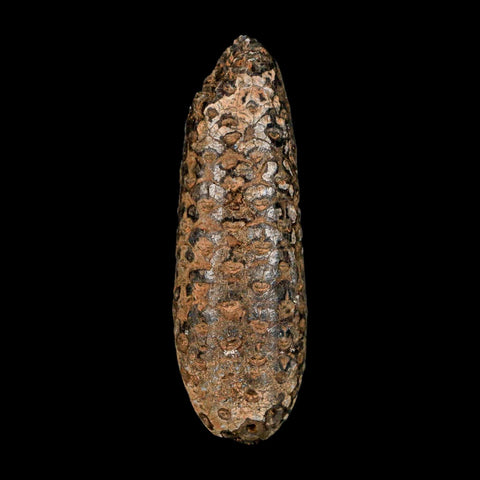 XXL 2.7" Fossil Pine Cone Equicalastrobus Replaced By Agate Eocene Age Seeds Fruit