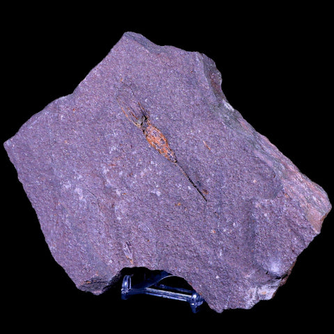 6.1" Ascocystitis Crinoid Stems Echinoderm Fossil Morality Plate Ordovician Age Stand - Fossil Age Minerals