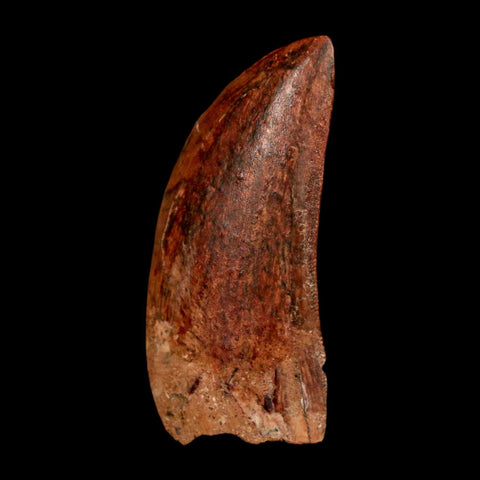 1.8" Carcharodontosaurus Fossil Tooth Cretaceous Dinosaur Morocco COA Stand