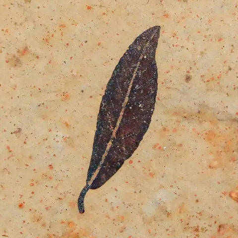 0.9" Detailed Cedrelospermum Nervosum Fossil Plant Leaf Eocene Age Green River UT - Fossil Age Minerals