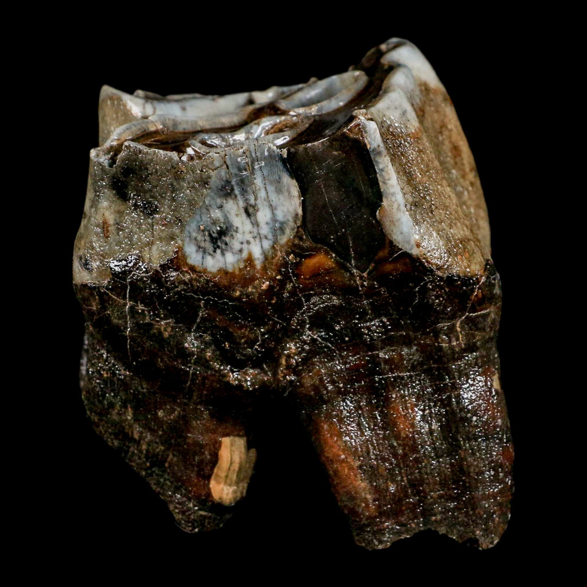 2.8" Woolly Rhinoceros Fossil Rooted Tooth Pleistocene Age Megafauna Russia COA - Fossil Age Minerals