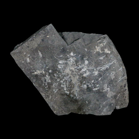 XL 1.5" Elrathia Kingi Trilobite Fossil In Matrix House Range Utah Cambrian Age COA - Fossil Age Minerals