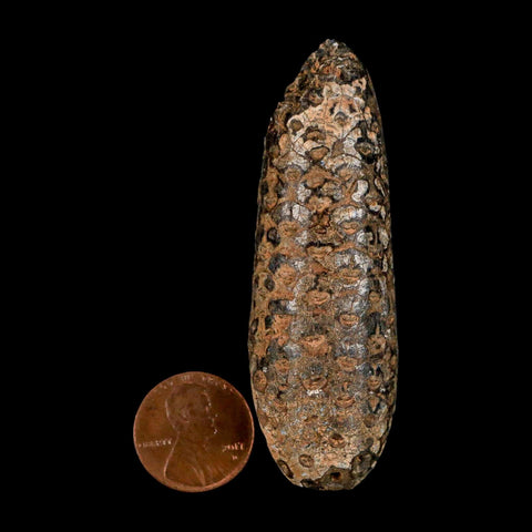 XXL 2.7" Fossil Pine Cone Equicalastrobus Replaced By Agate Eocene Age Seeds Fruit