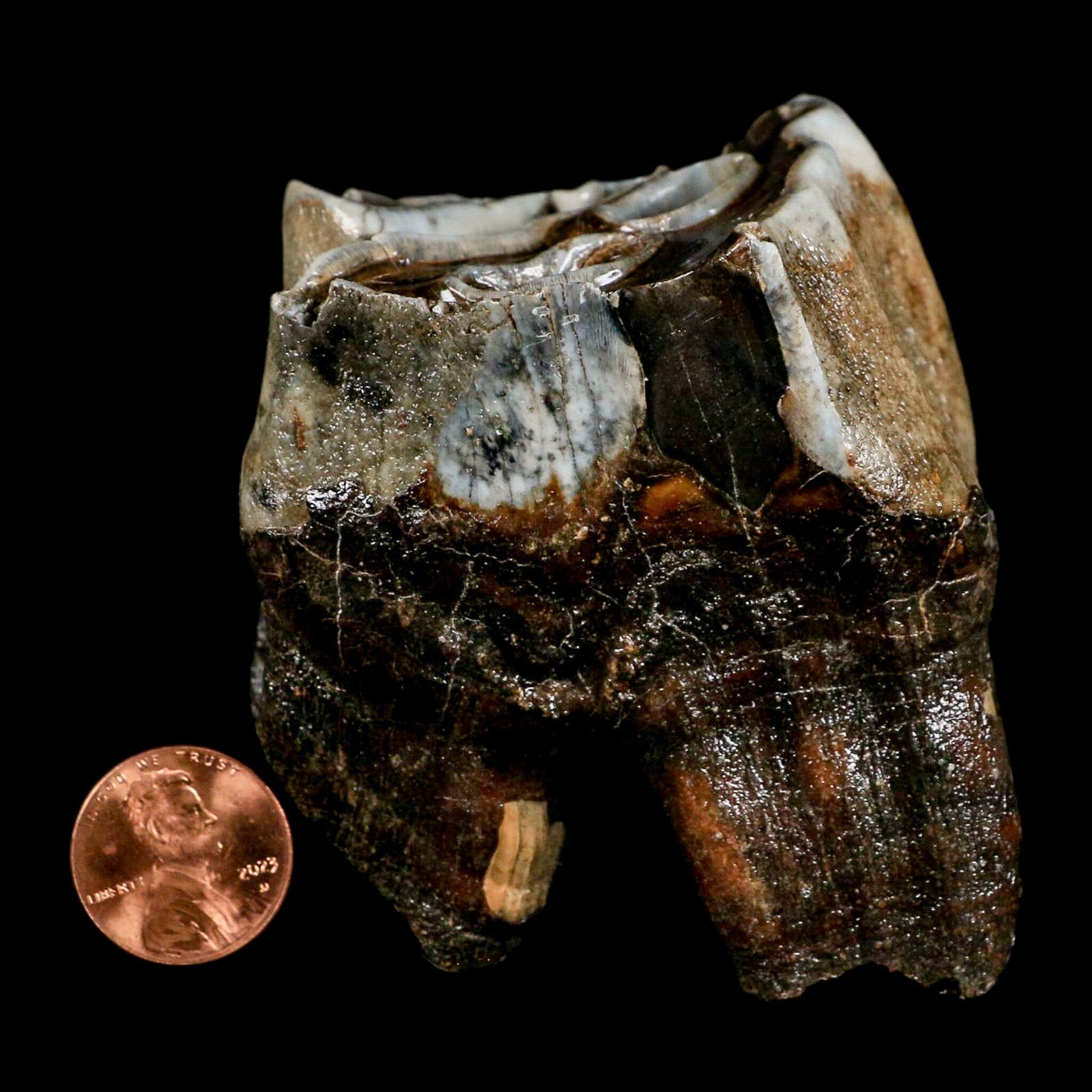 2.8" Woolly Rhinoceros Fossil Rooted Tooth Pleistocene Age Megafauna Russia COA - Fossil Age Minerals