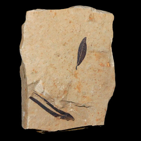 0.9" Detailed Cedrelospermum Nervosum Fossil Plant Leaf Eocene Age Green River UT - Fossil Age Minerals