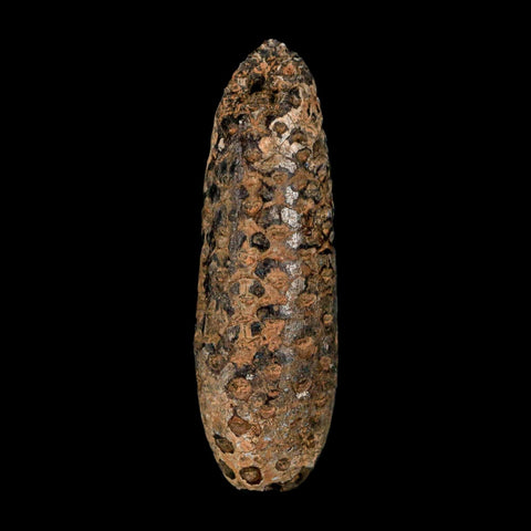 XXL 2.7" Fossil Pine Cone Equicalastrobus Replaced By Agate Eocene Age Seeds Fruit