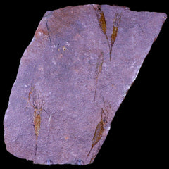 Crinoid Fossil Collection