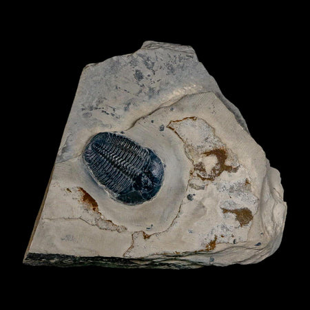 XL 1.7" Elrathia Kingi Trilobite Fossil In Matrix House Range Utah Cambrian Age COA