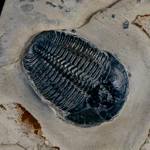 XL 1.7" Elrathia Kingi Trilobite Fossil In Matrix House Range Utah Cambrian Age COA - Fossil Age Minerals