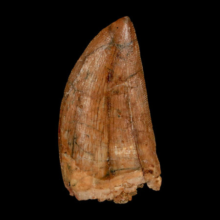 1.8" Carcharodontosaurus Fossil Tooth Cretaceous Dinosaur Morocco COA Stand