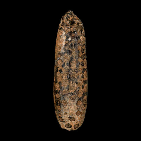 XXL 2.7" Fossil Pine Cone Equicalastrobus Replaced By Agate Eocene Age Seeds Fruit