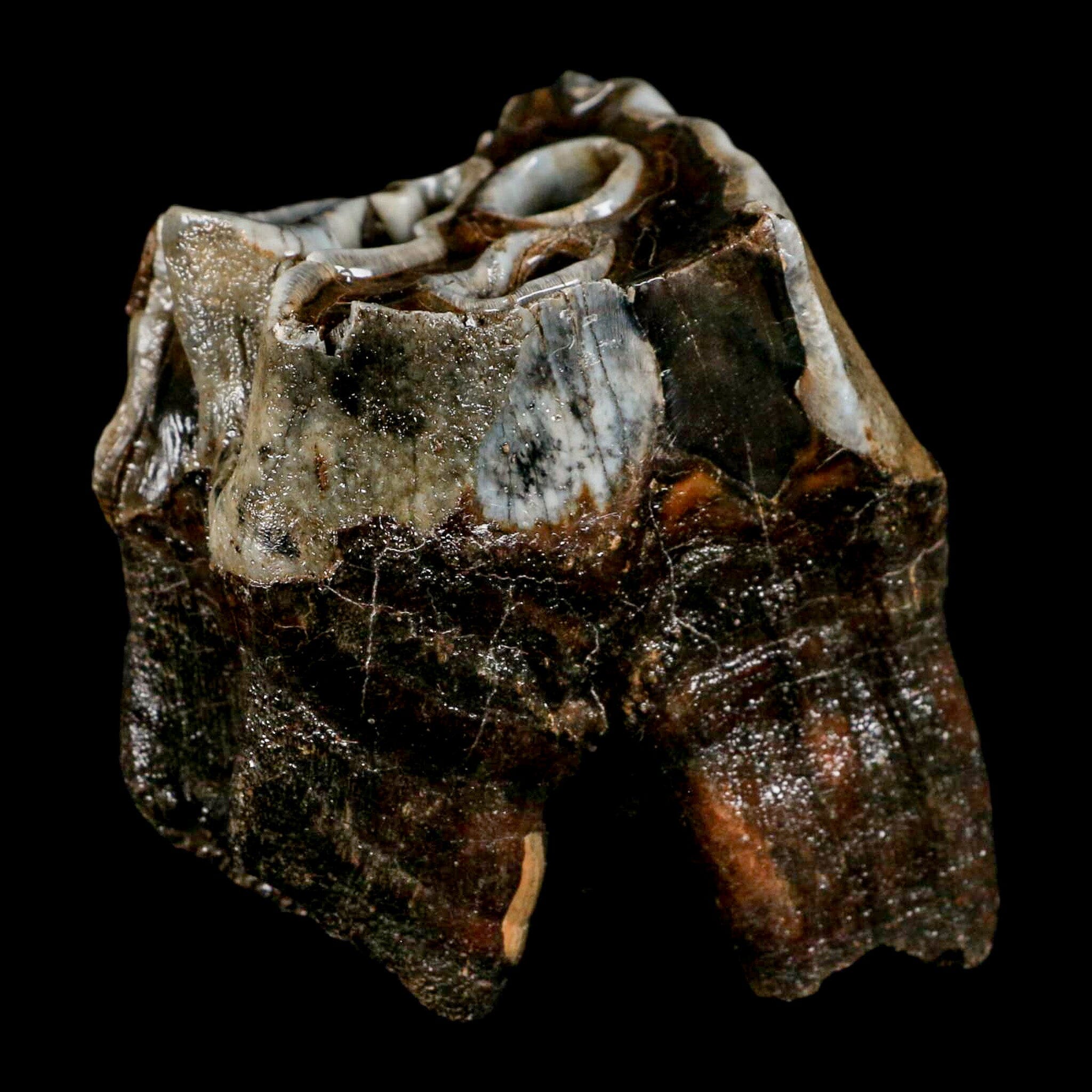 2.8" Woolly Rhinoceros Fossil Rooted Tooth Pleistocene Age Megafauna Russia COA - Fossil Age Minerals