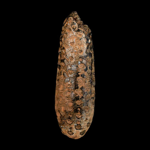 XXL 2.7" Fossil Pine Cone Equicalastrobus Replaced By Agate Eocene Age Seeds Fruit