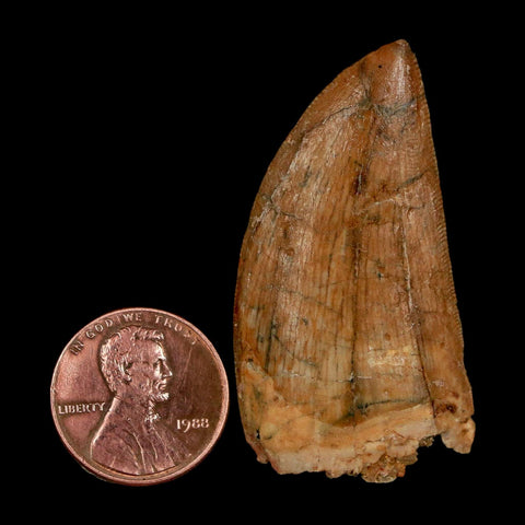1.8" Carcharodontosaurus Fossil Tooth Cretaceous Dinosaur Morocco COA Stand