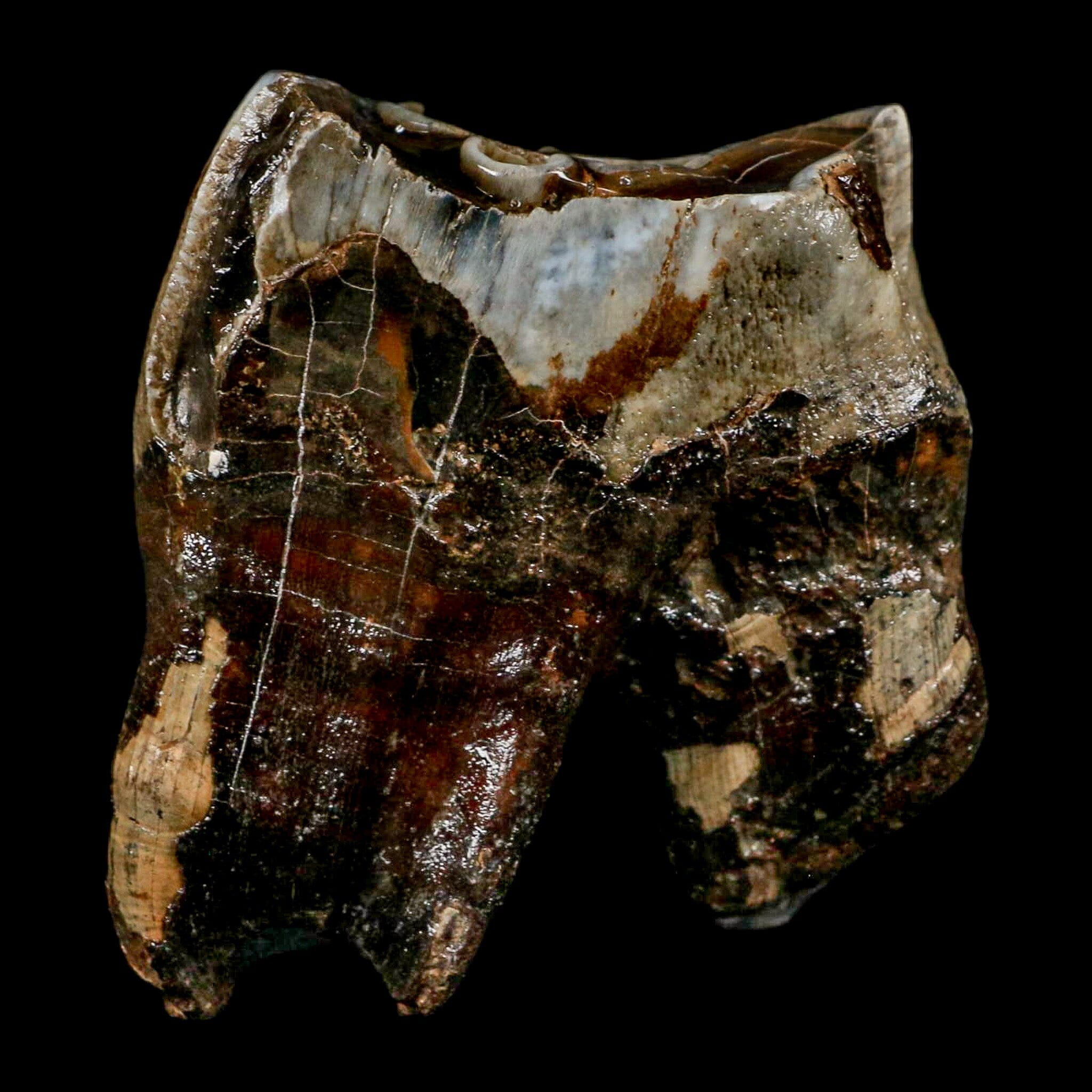2.8" Woolly Rhinoceros Fossil Rooted Tooth Pleistocene Age Megafauna Russia COA - Fossil Age Minerals