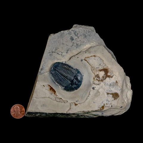 XL 1.7" Elrathia Kingi Trilobite Fossil In Matrix House Range Utah Cambrian Age COA - Fossil Age Minerals