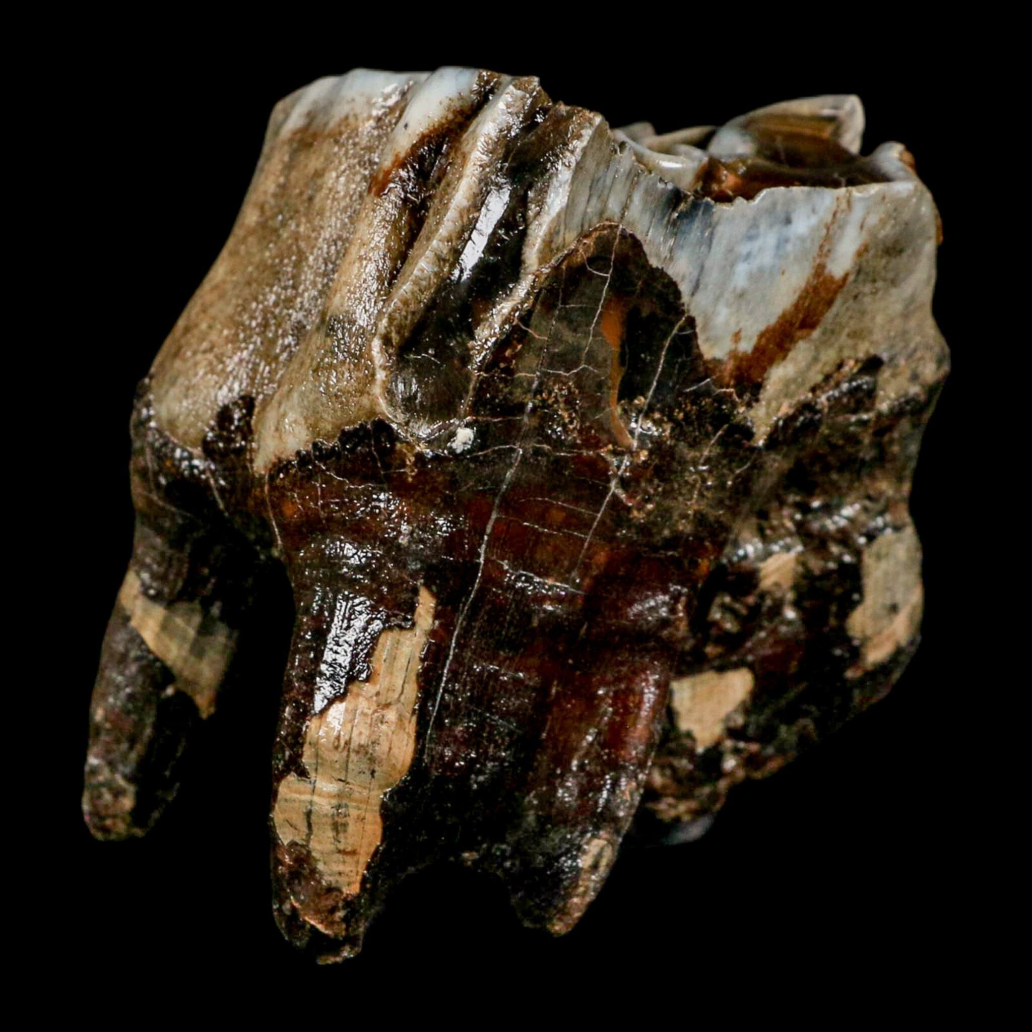 2.8" Woolly Rhinoceros Fossil Rooted Tooth Pleistocene Age Megafauna Russia COA - Fossil Age Minerals