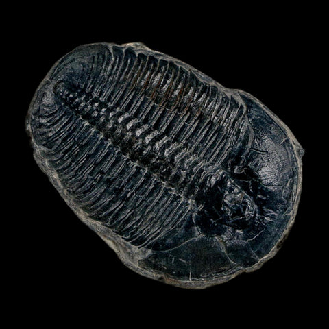 XL 1.7" Elrathia Kingi Trilobite Fossil In Matrix House Range Utah Cambrian Age COA - Fossil Age Minerals