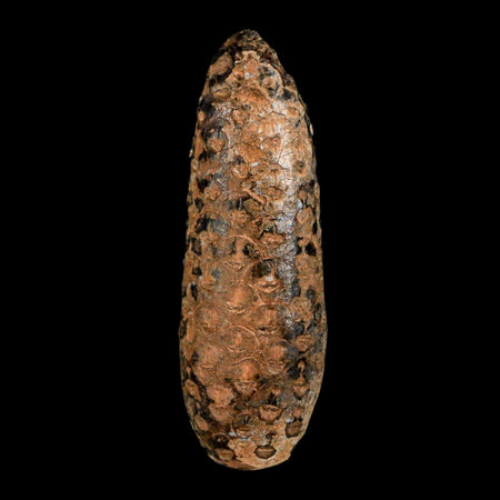 XXL 2.7" Fossil Pine Cone Equicalastrobus Replaced By Agate Eocene Age Seeds Fruit