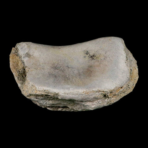 5.1" Brontothere Fossil Knee Bone Eocene Age Badlands S Dakota Titanothere COA - Fossil Age Minerals