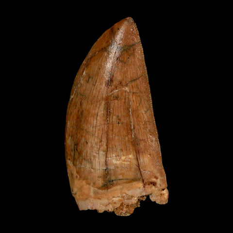 1.8" Carcharodontosaurus Fossil Tooth Cretaceous Dinosaur Morocco COA Stand