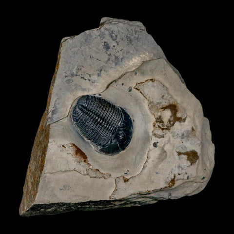 XL 1.7" Elrathia Kingi Trilobite Fossil In Matrix House Range Utah Cambrian Age COA - Fossil Age Minerals