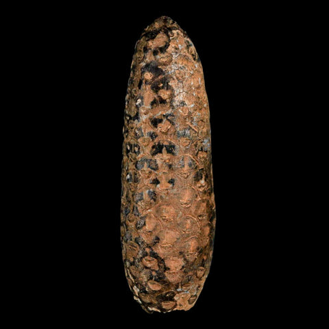 XXL 2.7" Fossil Pine Cone Equicalastrobus Replaced By Agate Eocene Age Seeds Fruit