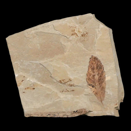 0.9" Detailed Cedrelospermum Nervosum Fossil Plant Leaf Eocene Age Green River UT