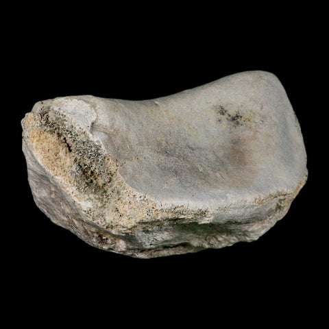 5.1" Brontothere Fossil Knee Bone Eocene Age Badlands S Dakota Titanothere COA - Fossil Age Minerals