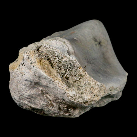 5.1" Brontothere Fossil Knee Bone Eocene Age Badlands S Dakota Titanothere COA - Fossil Age Minerals