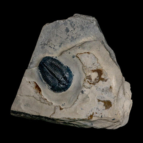 XL 1.7" Elrathia Kingi Trilobite Fossil In Matrix House Range Utah Cambrian Age COA - Fossil Age Minerals