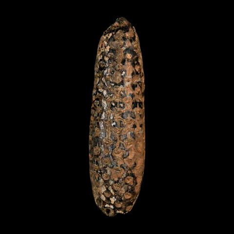 XXL 2.7" Fossil Pine Cone Equicalastrobus Replaced By Agate Eocene Age Seeds Fruit
