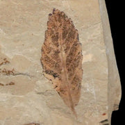 0.9" Detailed Cedrelospermum Nervosum Fossil Plant Leaf Eocene Age Green River UT