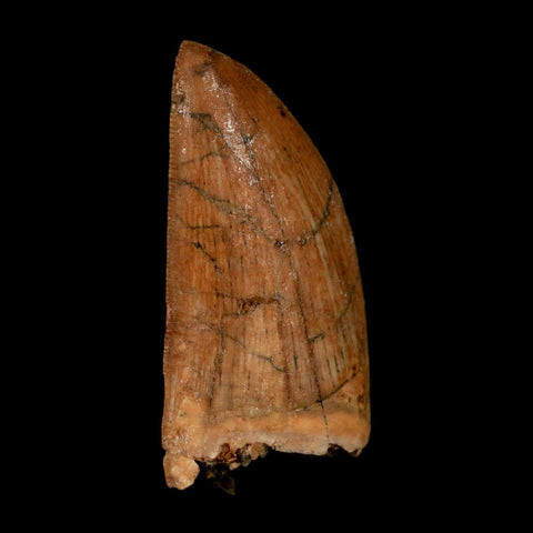1.8" Carcharodontosaurus Fossil Tooth Cretaceous Dinosaur Morocco COA Stand