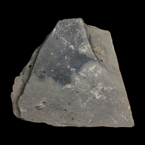 XL 1.7" Elrathia Kingi Trilobite Fossil In Matrix House Range Utah Cambrian Age COA - Fossil Age Minerals