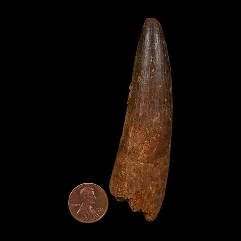 XL 3.7" Spinosaurus Fossil Tooth 100 Million Years Old Cretaceous Dinosaur COA - Fossil Age Minerals