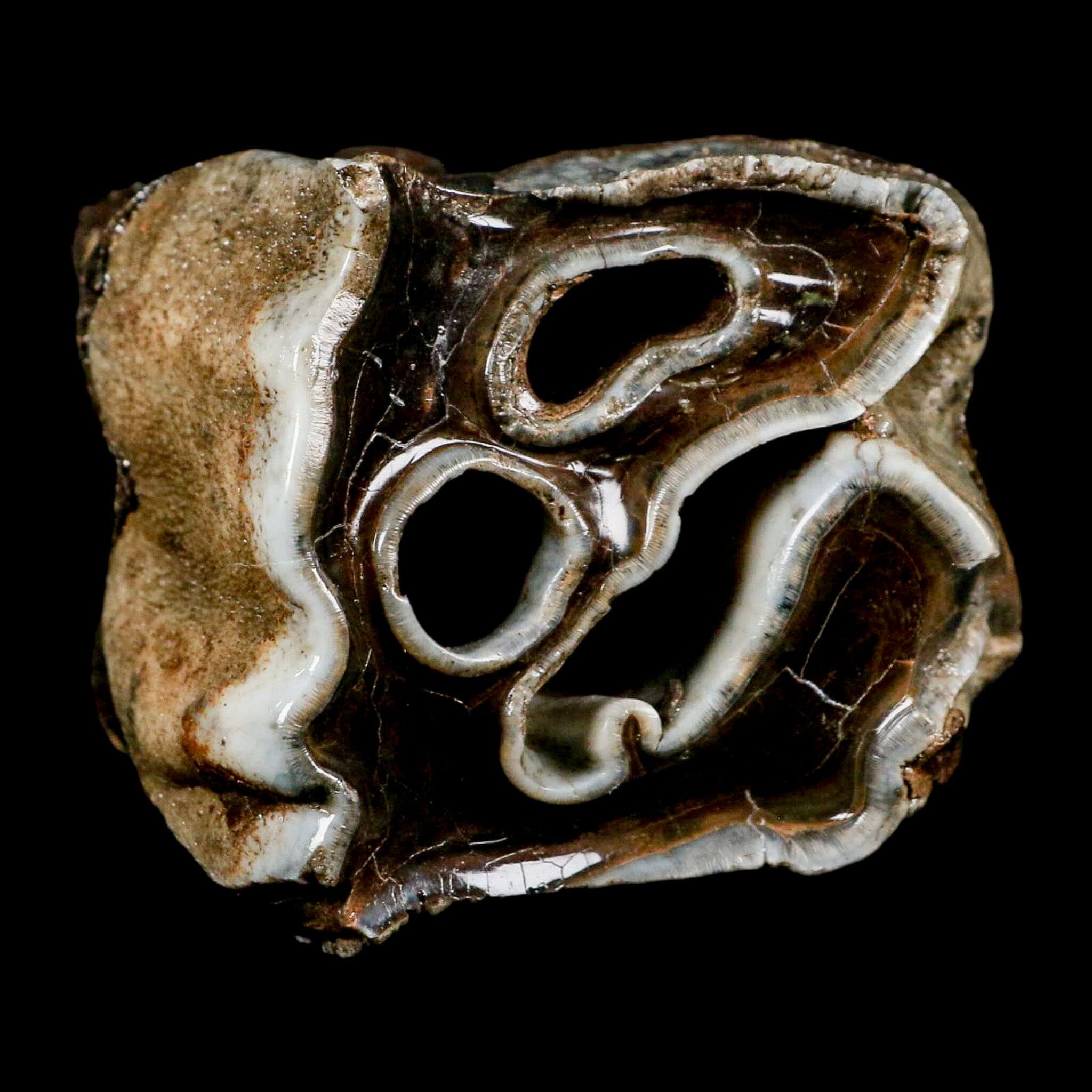 2.8" Woolly Rhinoceros Fossil Rooted Tooth Pleistocene Age Megafauna Russia COA - Fossil Age Minerals