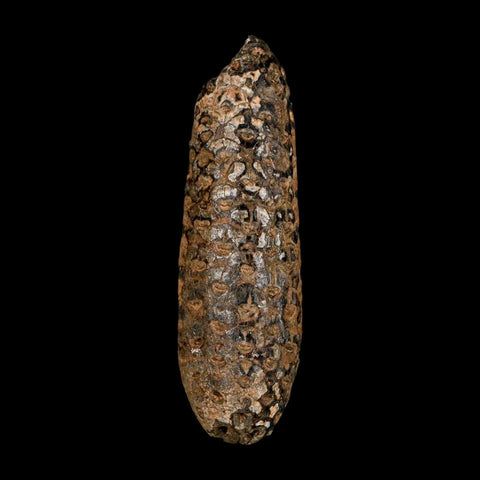 XXL 2.7" Fossil Pine Cone Equicalastrobus Replaced By Agate Eocene Age Seeds Fruit