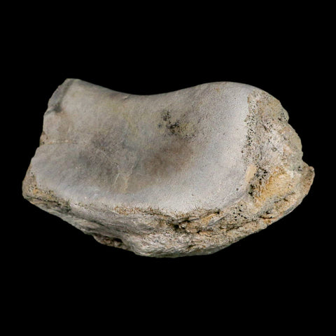 5.1" Brontothere Fossil Knee Bone Eocene Age Badlands S Dakota Titanothere COA - Fossil Age Minerals